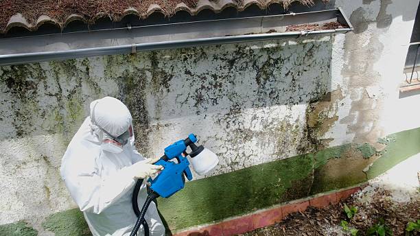 Top rated local Mold Remediation specialists in Clinton, IL